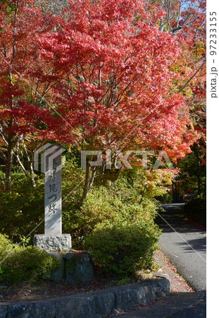 秋の曼殊院 参道の紅葉 京都市左京区 秋の曼殊院 参道の紅葉 京都市左京区 97233155