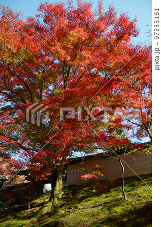 秋の曼殊院 白塀と紅葉 京都市左京区 秋の曼殊院 白塀と紅葉 京都市左京区 97233161