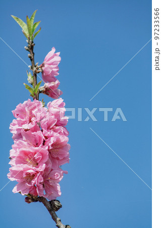 ピンクの桃の花 97233566