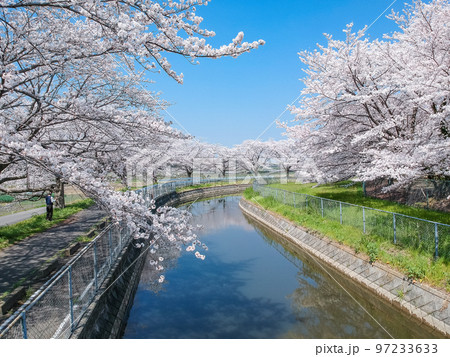 空撮「埼玉県」見沼田んぼの桜並木　日本一の桜回廊 97233633