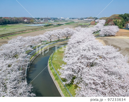 空撮「埼玉県」見沼田んぼの桜並木　日本一の桜回廊 97233634