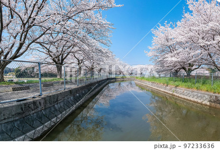 空撮「埼玉県」見沼田んぼの桜並木　日本一の桜回廊 97233636