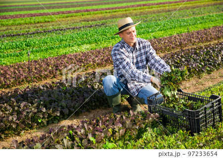 Skilled male farmer picking red leaf mustard Skilled male farmer picking red leaf mustard 97233654