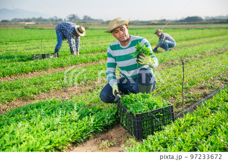 Hispanic farmer harvesting garden rocket on farm plantation 97233672