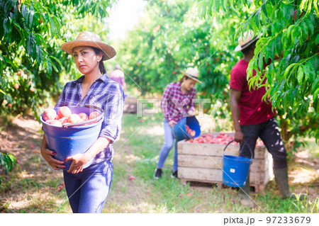 Latino woman with bucket of ripe peaches in the orchard Latino woman with bucket of ripe peaches in the orchard 97233679