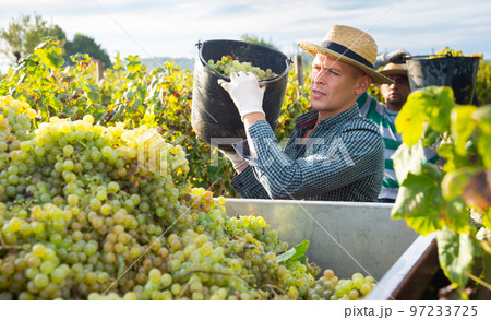 Man picking ripe grapes in truck during harvest in vineyard 97233725