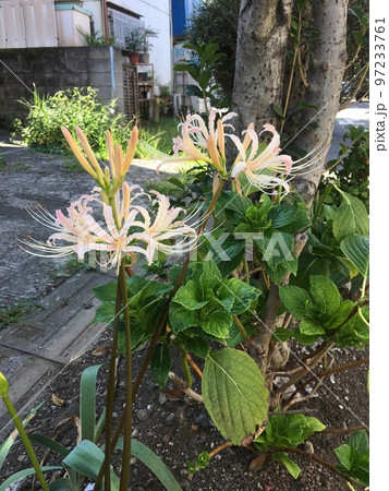 東京蒲田の住宅街の路地に咲く五分咲きの薄い桃色の彼岸花 97233761