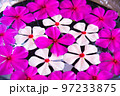 鉢の中の花 97233875