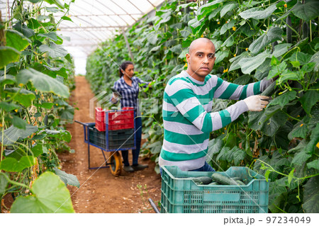 Hired latino worker picks crop of cucumbers in greenhouse 97234049