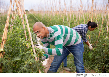 Latino male farmer checking growing green tomatoes Latino male farmer checking growing green tomatoes 97234099