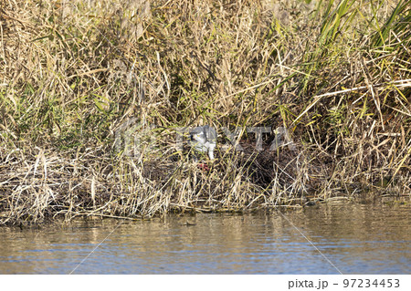 オオタカ 97234453