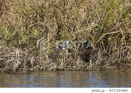 オオタカ 97234460