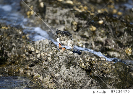 キョウジョシギ 97234479