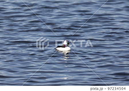 ヒメハジロ ヒメハジロ 97234504