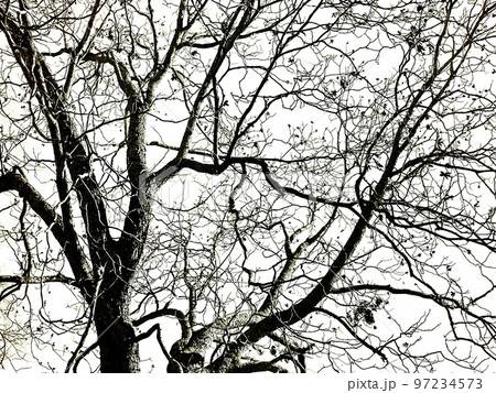 bare tree in the winter 97234573