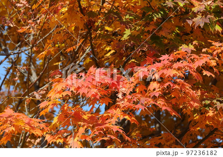 紅葉 97236182
