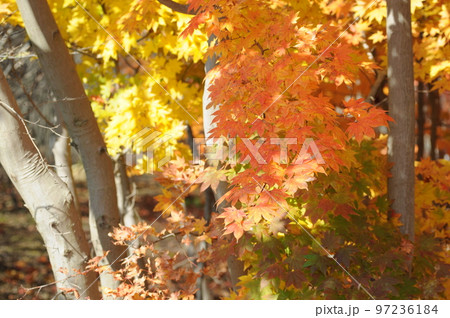 紅葉 紅葉 97236184