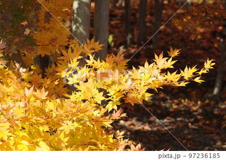 紅葉 紅葉 97236185