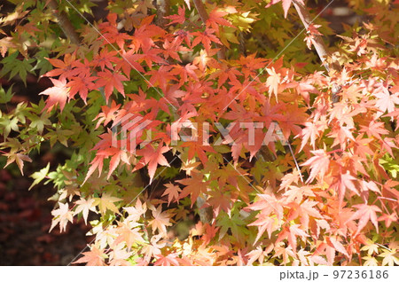 紅葉 97236186