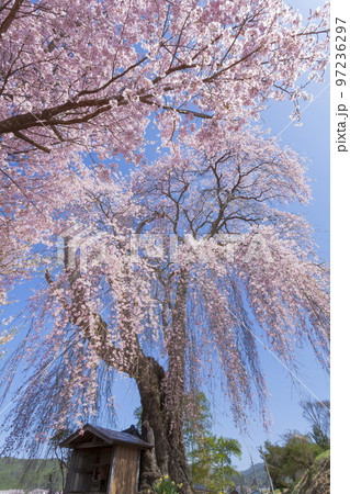 満開の枝垂れ桜　長野県駒ケ根市にて 97236297