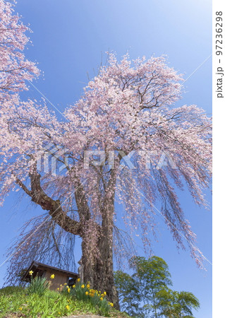 満開の枝垂れ桜　長野県駒ケ根市にて 97236298