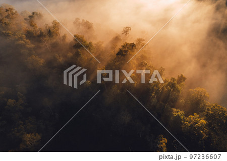 Sunrise in the forest,Orange light through morning fog in forest, high angle view 97236607