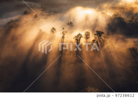 Sunrise in the forest,Orange light through morning fog in forest, high angle view 97236612