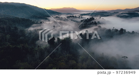 Mist and trees in the forest early morning,Forest fog 97236949