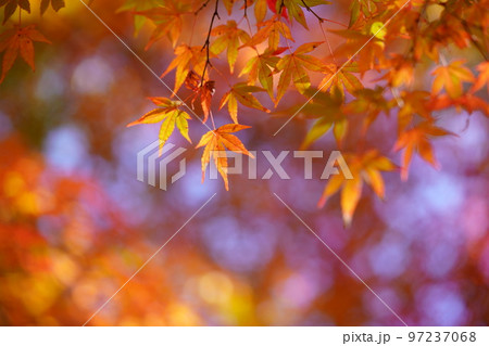 幻想的な紅葉のマクロ撮影・京都正法寺 幻想的な紅葉のマクロ撮影・京都正法寺 97237068