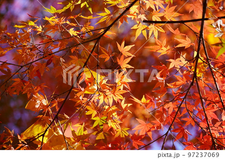 幻想的な紅葉のマクロ撮影・京都正法寺 幻想的な紅葉のマクロ撮影・京都正法寺 97237069