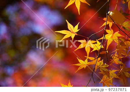 幻想的な紅葉のマクロ撮影・京都正法寺 97237071