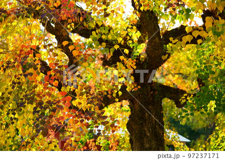 奈良公園のナンキンハゼの大木・紅葉の最盛期 97237171