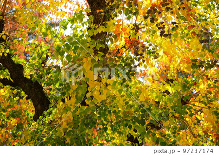 奈良公園のナンキンハゼの大木・紅葉の最盛期 奈良公園のナンキンハゼの大木・紅葉の最盛期 97237174
