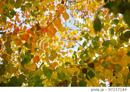 紅葉最盛期の奈良公園のナンキンハゼ 紅葉最盛期の奈良公園のナンキンハゼ 97237184