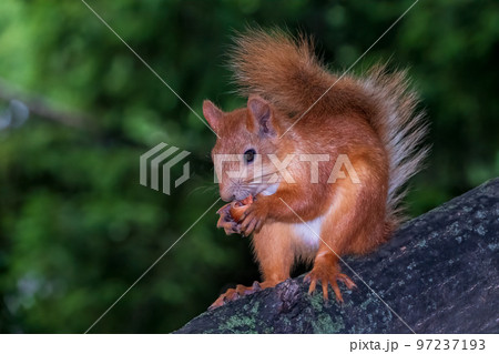 Young Squirrel sits on tree in summer. Eurasian red squirrel, Sciurus vulgaris. 97237193