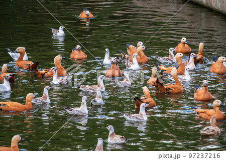 A flock of shelducks and seagulls swim in the water A flock of shelducks and seagulls swim in the water 97237216
