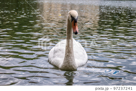 A graceful white swan swimming on a lake with dark water. The white swan is reflected in the water A graceful white swan swimming on a lake with dark water. The white swan is reflected in the water 97237241
