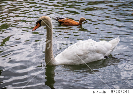 A graceful white swan swimming on a lake with dark water. The white swan is reflected in the water A graceful white swan swimming on a lake with dark water. The white swan is reflected in the water 97237242