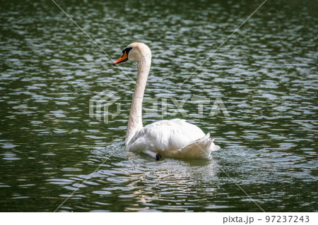 A graceful white swan swimming on a lake with dark water. The white swan is reflected in the water A graceful white swan swimming on a lake with dark water. The white swan is reflected in the water 97237243