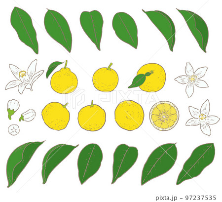 ゆずのイラスト素材セット 97237535