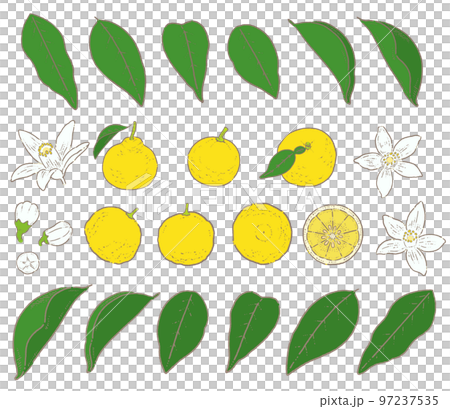 ゆずのイラスト素材セット 97237535