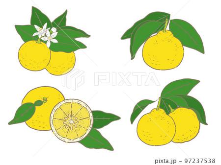 葉っぱのついた柚子のイラスト素材セット 97237538