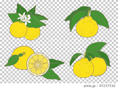 葉っぱのついた柚子のイラスト素材セット 97237538