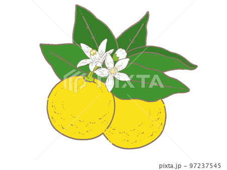 葉っぱと花のついたゆずのイラスト素材 97237545