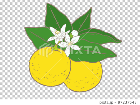 葉っぱと花のついたゆずのイラスト素材 97237545