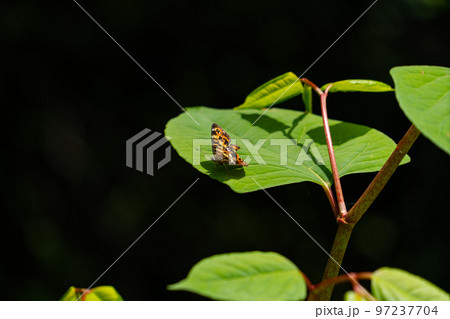 林道の葉の上のサカハチチョウ 97237704