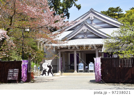 小田原城址公園の小田原城歴史見聞館(NINJA館)と満開の桜 小田原城址公園の小田原城歴史見聞館(NINJA館)と満開の桜 97238021