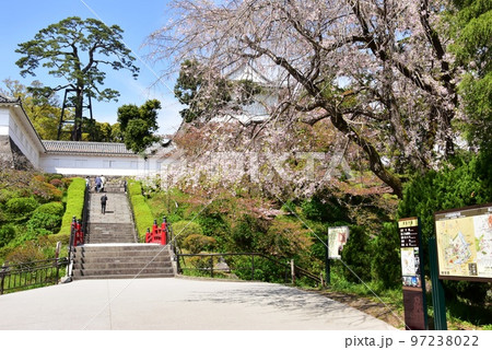 小田原城址公園の常盤木坂と満開の桜 小田原城址公園の常盤木坂と満開の桜 97238022
