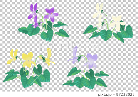 Heart-shaped leaf violet vector illustration watercolor style Heart-shaped leaf violet vector illustration watercolor style 97238025