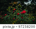 赤いバラと曇り空 97238200
